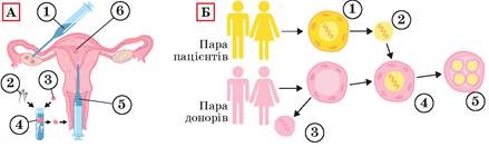 Скільки реально платять донорам яйцеклітин і від чого залежить винагорода
